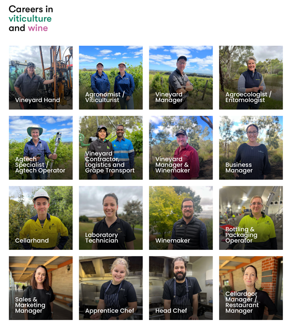 Careers in Wine faces