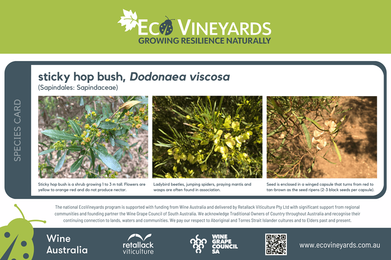 Sticky hop bush Species marker for website