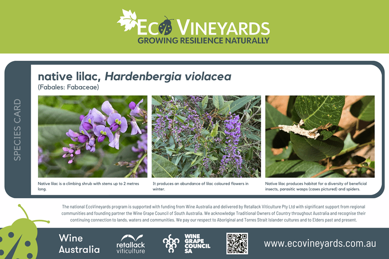native lilac plant species sign