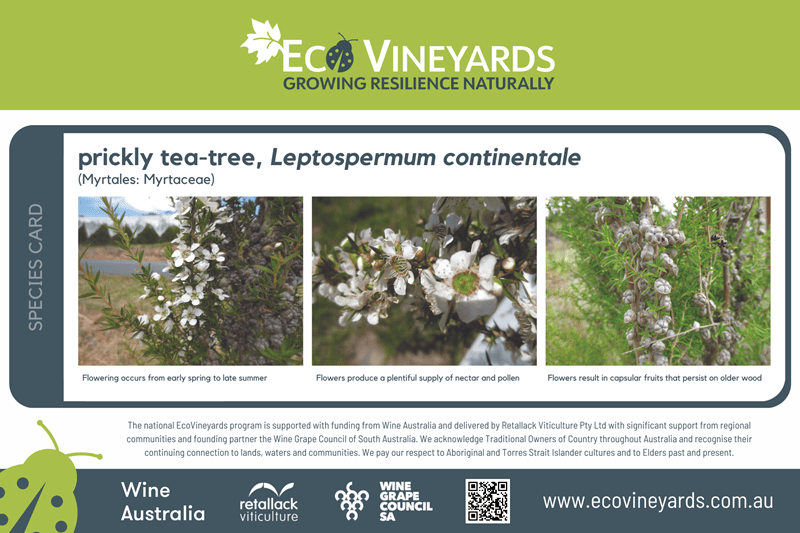 prickly tea tree species marker for website