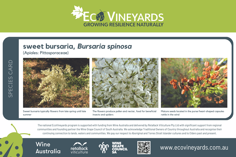 sweet bursia plant species sign