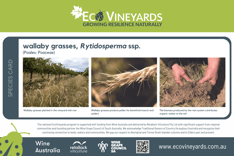 wallaby grass plant species marker